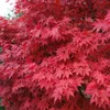 Roter Fächerahorn - Acer palmatum Atropurpureum 40-60 cm 3 Produktbild-Vorschau 1