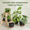 Bamworld 6er-Set Zimmerpflanzen-Topfregal mit Bewässerung, Produktbild-Vorschau 5