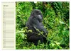 Berggorillas im Herzen Afrikas (Wandkalender 2027 DIN A3 Produktbild-Vorschau 15