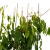 Aktinidia Ken's Red femmina 1L Anteprima dell’immagine prodotto 6