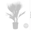 Bloomique - Washingtonia Robusta - Meksykańska palma Podgląd zdjęcia produktu 4