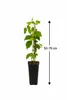 Lampone "Malling Promise" 50-70 cm - lampone da giardino ad Anteprima dell’immagine prodotto 5