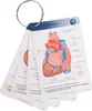 physioLernkarten - Physiologie für Physiotherapeuten Produktbild-Vorschau 4