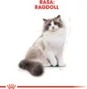 Illustration of a Ragdoll cat with text indicating the breed. Náhled obrázku produktu