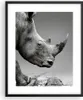 Gerahmtes Poster - Schwarzer Rahmen - Nashorn Monochrom Produktbild-Vorschau 1