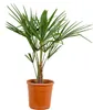 Bloomique - Trachycarpus Fortunei - Chinesische Hanfpalme - Produktbild-Vorschau 1