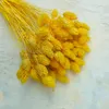Phalaris Getrocknete - Kanariengras - Gelb Produktbild-Vorschau 5
