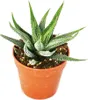 Haworthia attenuata - malá rostlina v květináči 5,5 cm Náhled obrázku produktu 2