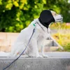 Hunde-Ohrenschützer mit Geräuschunterdrückung, Produktbild-Vorschau 7
