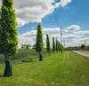 Zavlažovací vak na stromy 85l BRADAS KTTZ75/50 Náhled obrázku produktu 7