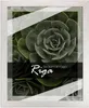 A framed picture of a succulent plant. Produktbild-Vorschau