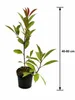 Rote Glanzmispel Red Robin 40–60 cm | Photinia fraseri | Produktbild-Vorschau 5