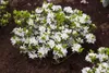 Rhododendron obtusum 'Kermesina Alba', weiß, 20–25 cm Produktbild-Vorschau 2