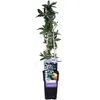 Passiflora Caerulea - ↨65Cm - Ø15 Náhľad obrázku produktu 3