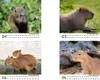 Tierzauber Capybara Tischkalender 10cm x 10cm für 2026 Produktbild-Vorschau 2