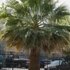 Semená palmy - Washingtonia Filifera - balenie 3 ks - Náhľad obrázku produktu 5
