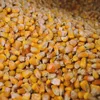 karton-billiger 25kg Mais Futtermais Körnermais Angelmais Produktbild-Vorschau 1