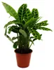 Roslina cieniolubna w paski XXL - Calathea zebrina - Zebra Podgląd zdjęcia produktu 2