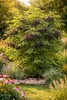 Holunder Haschberg 50–70 cm – Schwarzer Holunder (Sambucus Produktbild-Vorschau 3