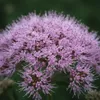 3x Eupatorium purpureum, purpurfarbene Pflanze, 20 cm hoch, Produktbild-Vorschau 4