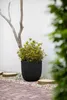 A dark gray planter with a ribbed texture sits on a gravel path next to a white wall. A bare tree branch extends from behind the planter, and a blurred green tree is visible on the right. Náhľad obrázku produktu