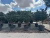 Sunny Tree - Photinia Fraseri Red Robin – Mehrstämmiger Produktbild-Vorschau 2