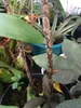 Amorphophallus manta - 1 graine germée Voir les images du produit 3