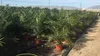 Phoenix Palme XXL Gesamthöhe bis ca. 220 cm Phoenix Produktbild-Vorschau 4