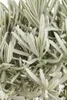 A close-up view of the leaves and stems of a lavender plant. Produktbild-Vorschau