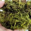 Repti-Zoo Chiles Sphagnum-Moos - 4,5 l für Terrarien Produktbild-Vorschau 7