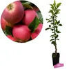 Malus Domestica „Rode Boskoop“ Apfelbaum, Höhe 80 cm, Produktbild-Vorschau 1