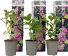 Hortensie - 3 Stk - Hydrangea macrophylla 'Early Pink' - Produktbild-Vorschau 1
