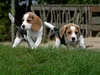 Calvendo Beagle-Welpen 1000 Teile Puzzle quer 640x480mm, ; Produktbild-Vorschau 2