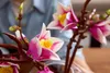 Äste mit Magonolien Blüten Produktbild-Vorschau 18