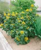 Mahonia aquifolium, Gewöhnliche Mahonie, immergrün, 30–40 Produktbild-Vorschau 8