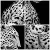 Gerahmtes Poster - Weißer Rahmen - Leopard Panther Katze - Produktbild-Vorschau 9