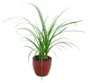 Gardners Nolina, priemer 12 cm Náhľad obrázku produktu 2