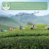Yozi Premium Matcha Pulver 30g – Ceremonial Grade aus Produktbild-Vorschau 2
