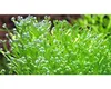 Teichlebermoos - Riccia fluitans Port. Produktbild-Vorschau 4