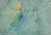 Vlies Fototapete - Peacocks Dancing - Third Variant 300x210 Produktbild-Vorschau 5