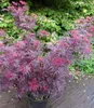 A potted purple elderberry plant with pink flowers in front of a green leafy background. Produktbild-Vorschau