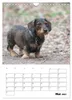 Geliebte Rabauken - Rauhaardackel (Wandkalender 2027 DIN A4 Produktbild-Vorschau 8