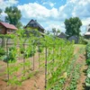 Metalowa krata WISFOR, duży łuk ogrodowy do roślin pnących, Podgląd zdjęcia produktu 3