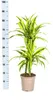 Dracaena deremensis « Lemon Lime » - Plante verte - 70 à 90 Voir les images du produit 2