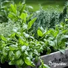 Balenie semien byliniek – 12 základných odrôd Náhľad obrázku produktu 5