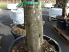 2x Olivenbaum Olive "60 Jahre" 200 - 240 cm, beste Produktbild-Vorschau 3