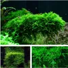 Moos Set mit 3 Tropica in Vitro Pflanzen Produktbild-Vorschau 1