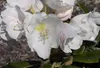 Rhododendron pachysanthum Goldenvelours - Goldfilzige Produktbild-Vorschau 2