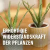 COMPO 14064 COMPO Concime per cactus e succulente, flacone Anteprima dell’immagine prodotto 9