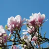 Magnolia George Henry Kern 2L Podgląd zdjęcia produktu 3
